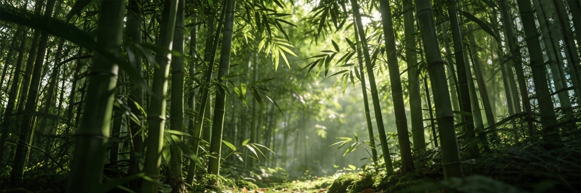 Eco friendly hybrid mattress made with nature inspired materials